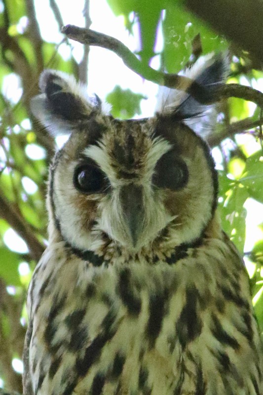 Striped Owl - J. Simón Tagtachian