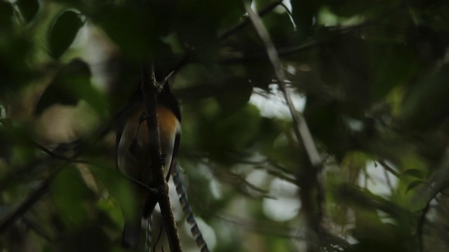 King-of-Saxony Bird-of-Paradise - ML465701