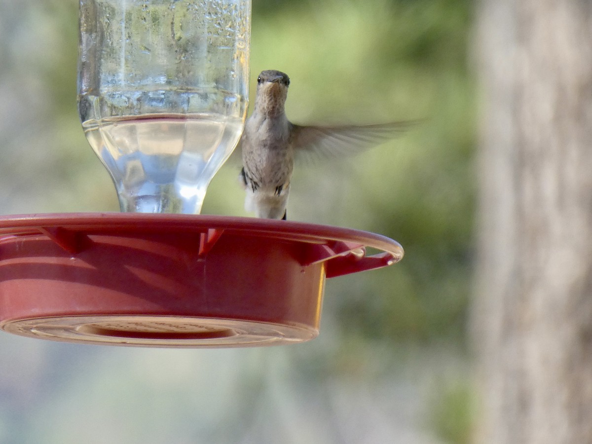Broad-tailed Hummingbird - ML465701991