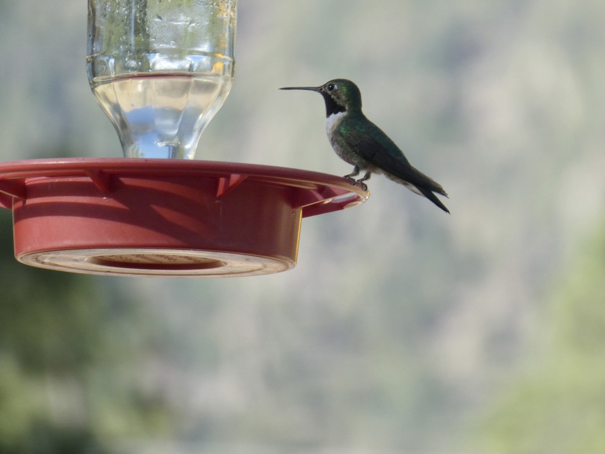 Broad-tailed Hummingbird - ML465702001