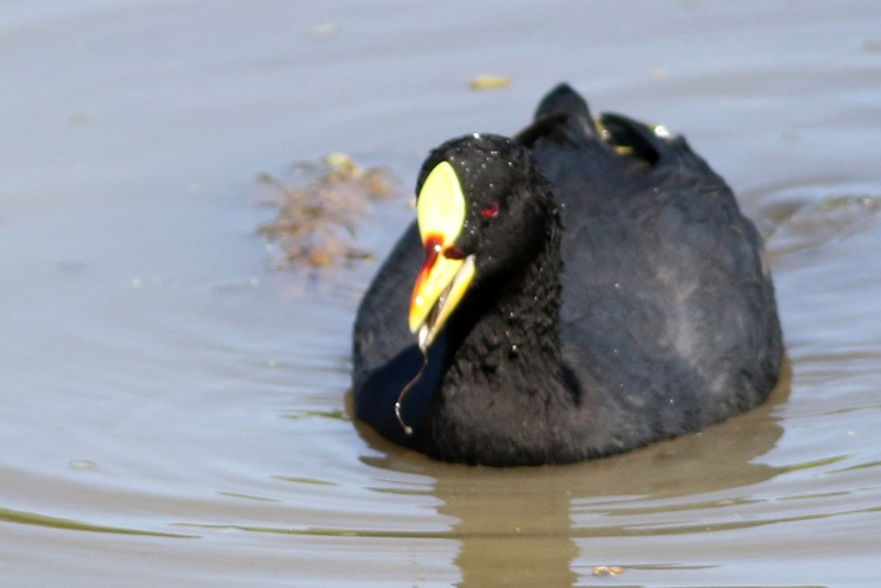 Red-gartered Coot - ML46570481