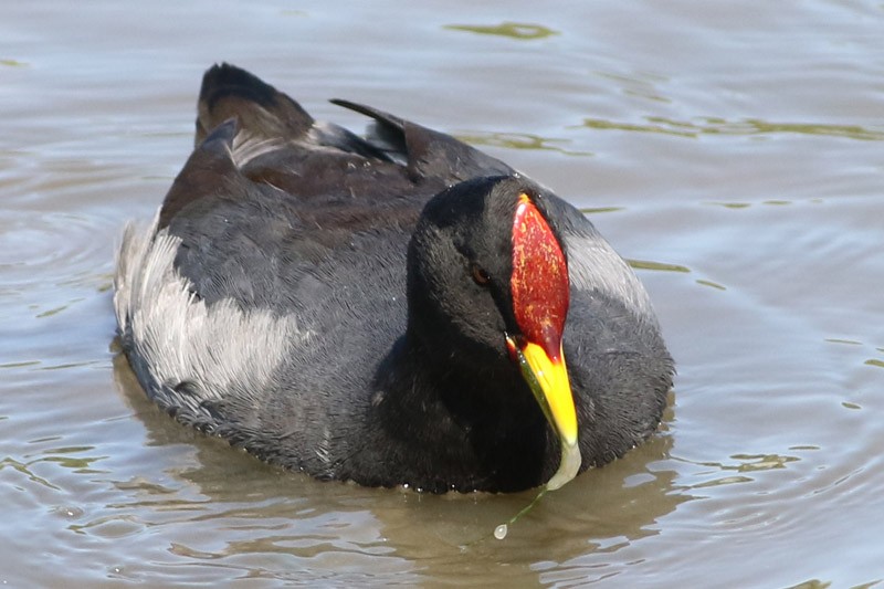 Red-fronted Coot - J. Simón Tagtachian