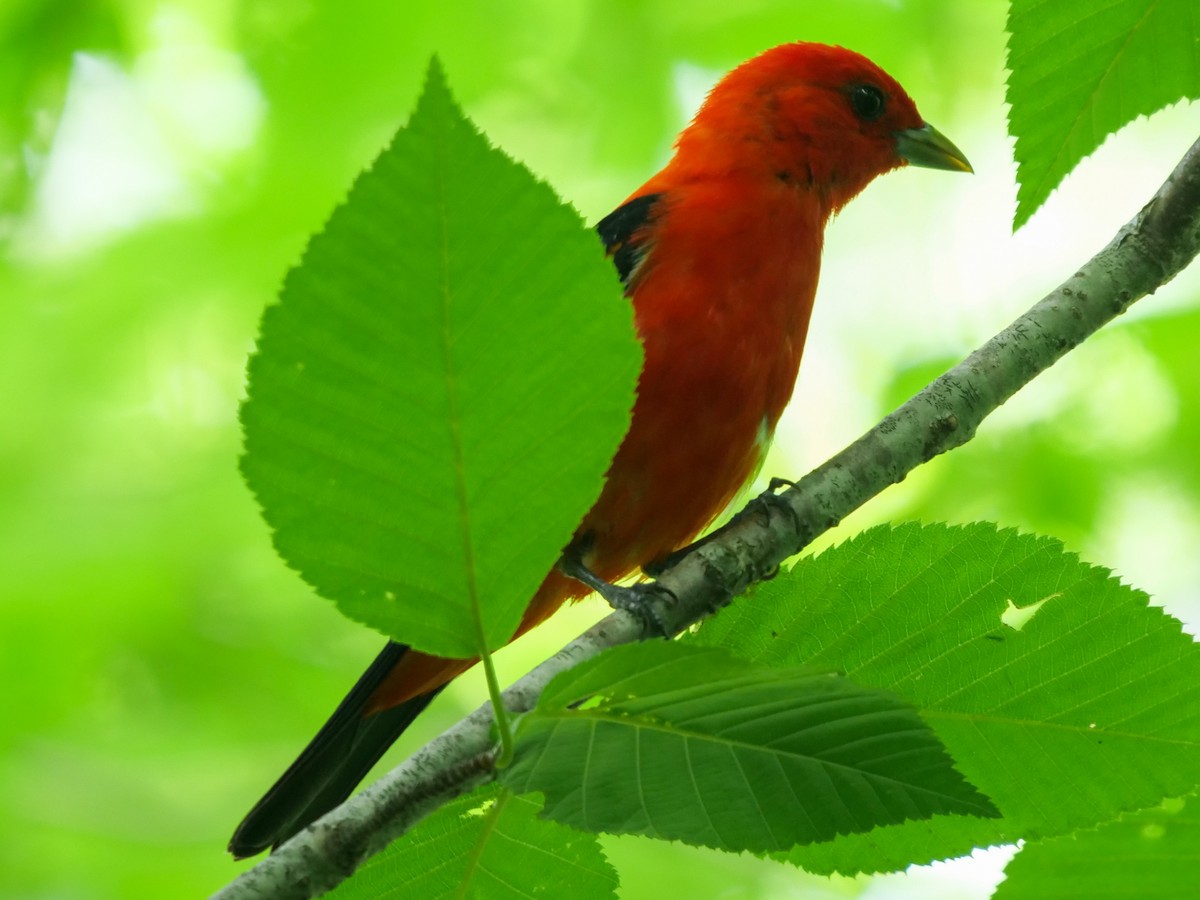 Scarlet Tanager - ML465707251