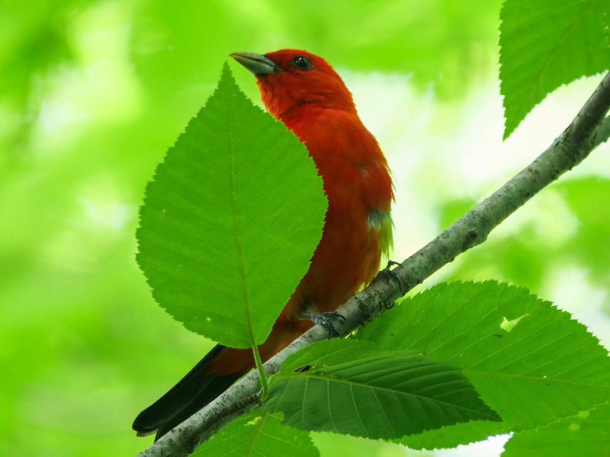 Scarlet Tanager - ML465707261