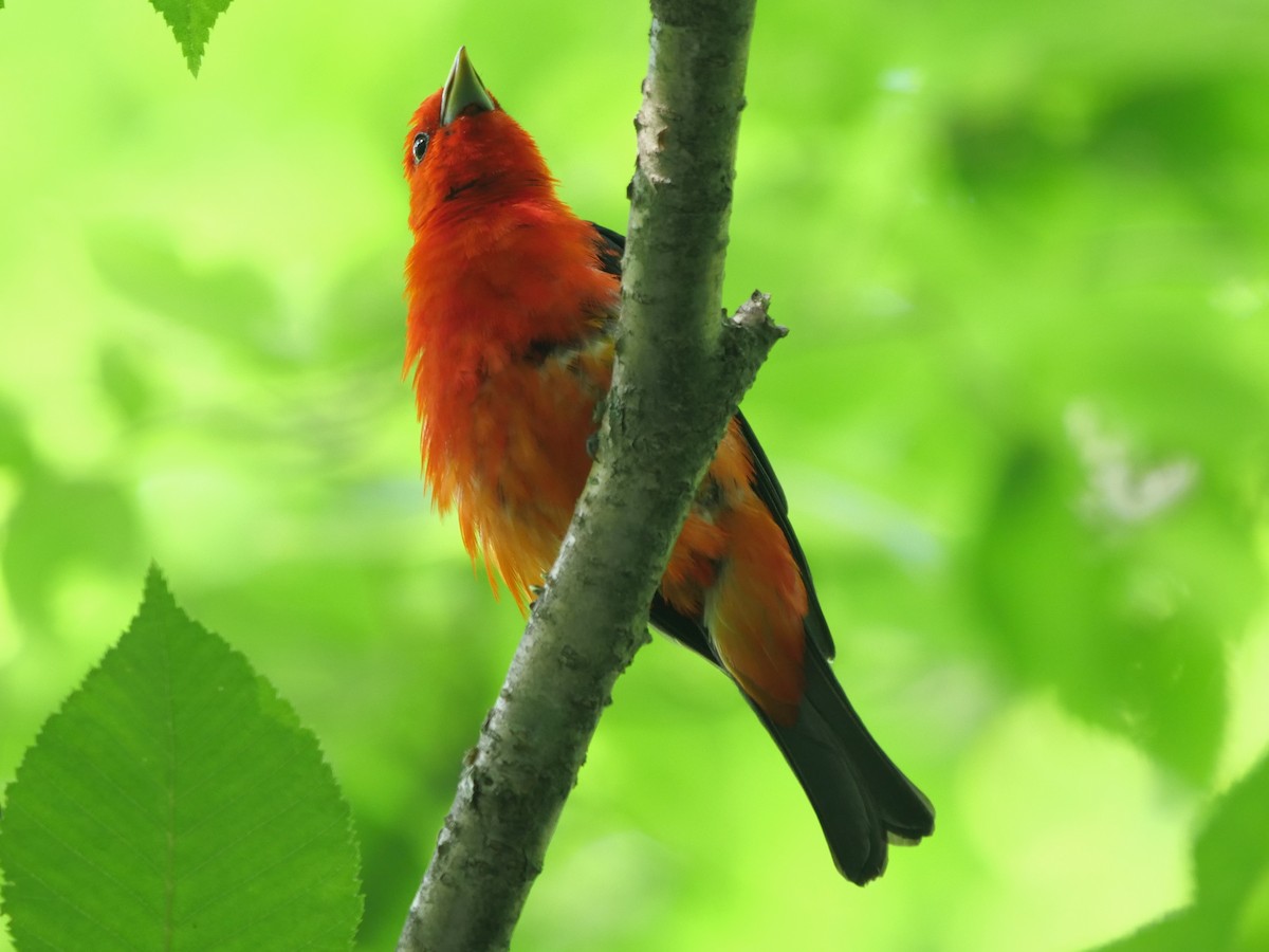 Scarlet Tanager - ML465707271