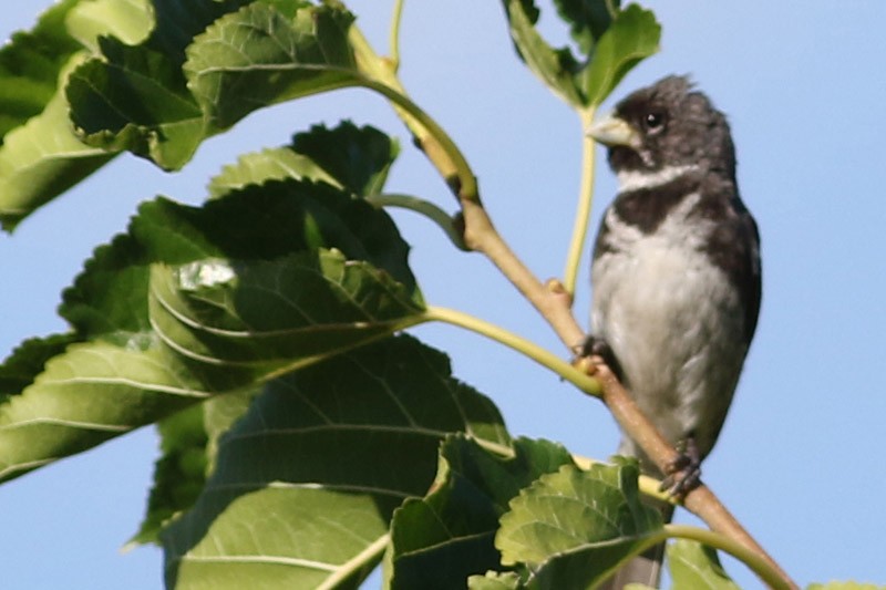 Double-collared Seedeater - ML46570991