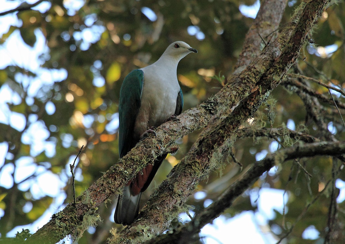 Gray-headed Imperial-Pigeon - ML46571281