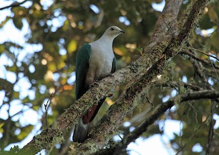  - Gray-headed Imperial-Pigeon