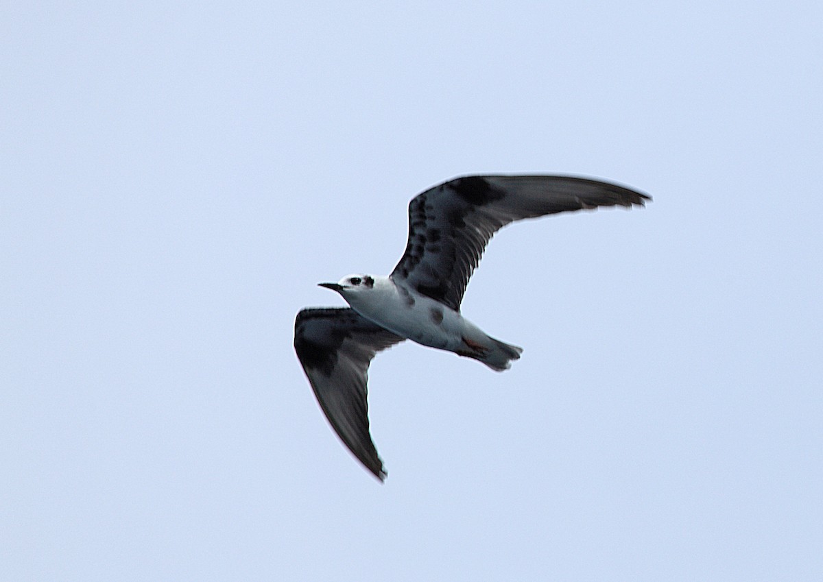 White-winged Tern - ML46571481