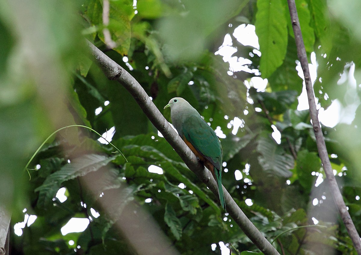 Scarlet-breasted Fruit-Dove - ML46571541