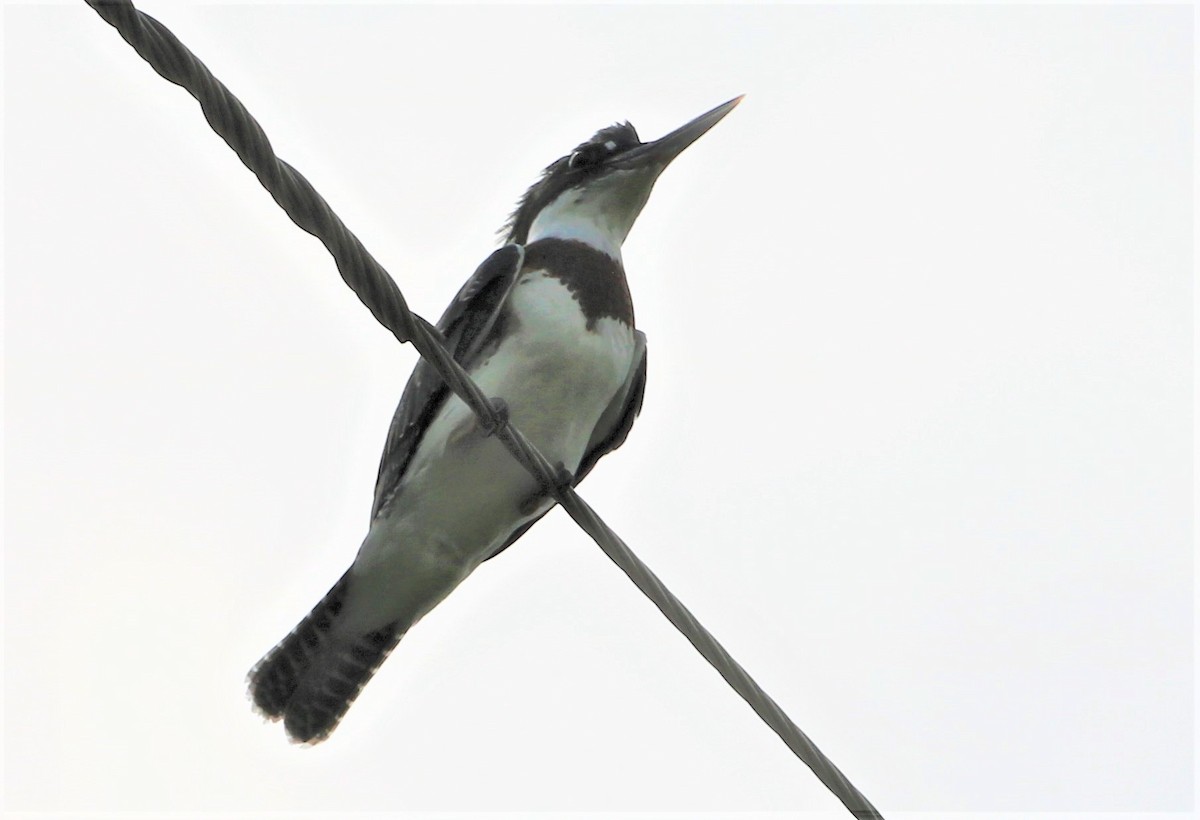 Belted Kingfisher - ML465715901