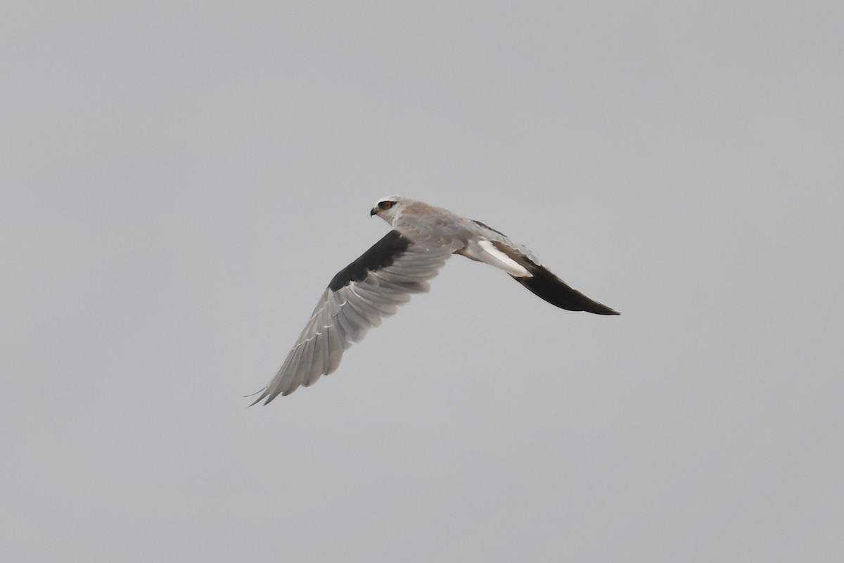 Black-winged Kite (Asian) - ML465717701