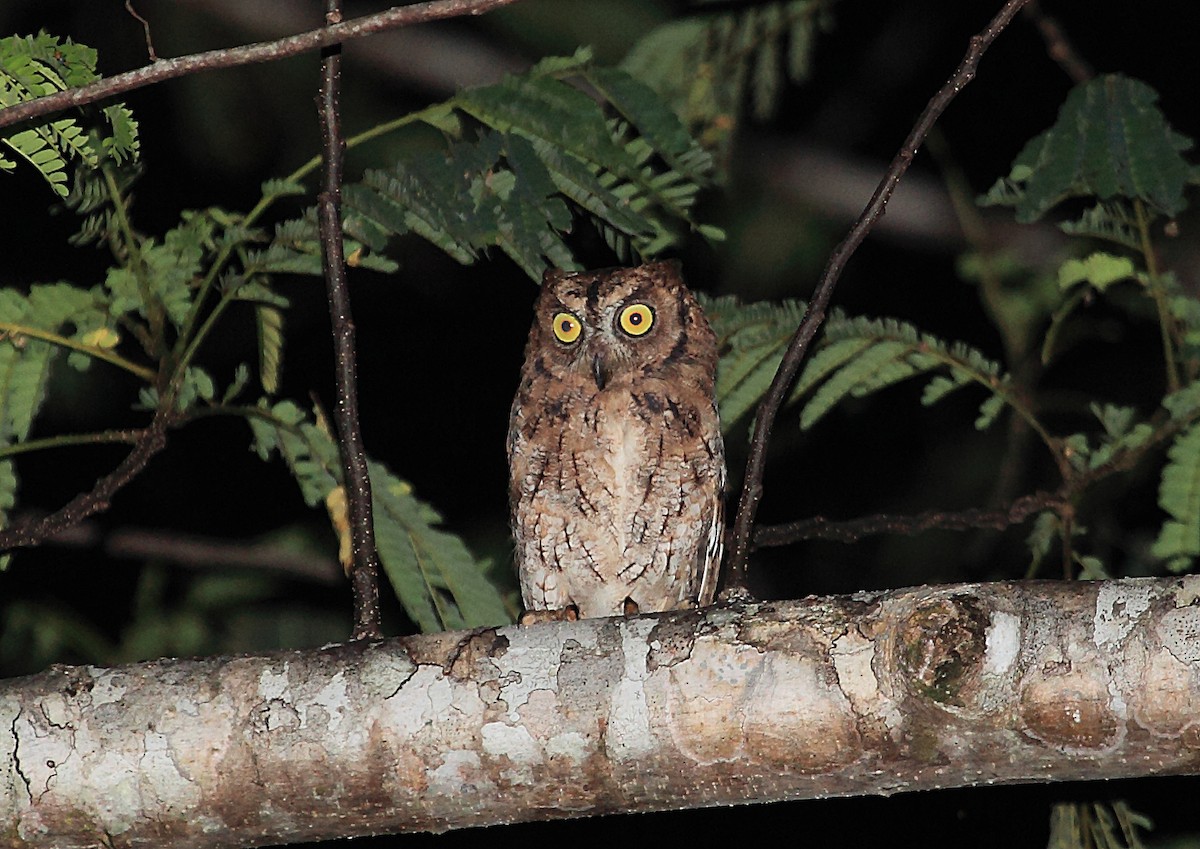 Moluccan Scops-Owl - Nigel Voaden