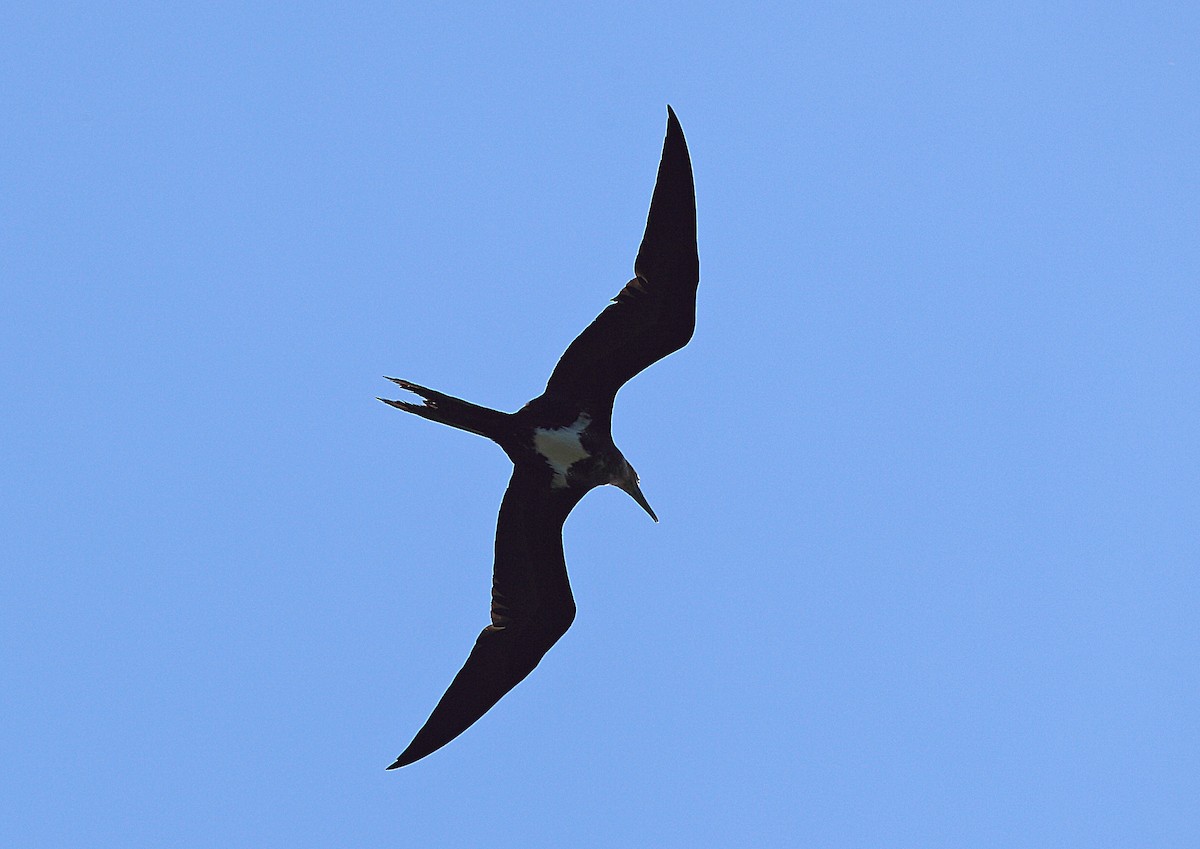 Lesser Frigatebird - ML46572051