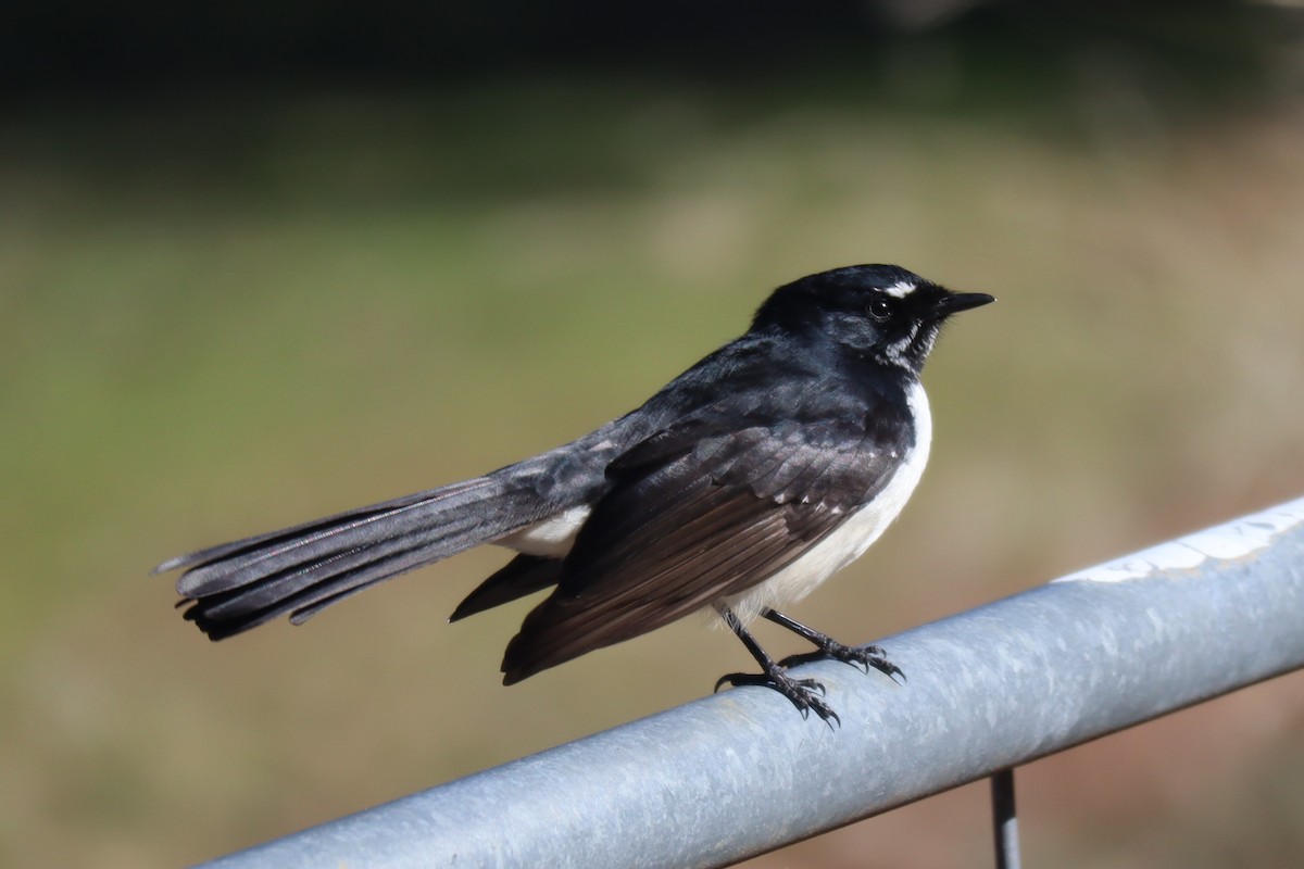 Willie-wagtail - ML465721611