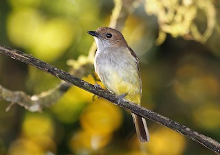  - Sulphur-bellied Whistler