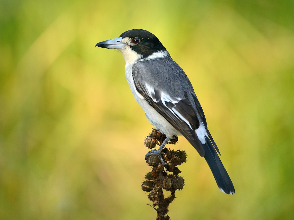 Gray Butcherbird - Cracticus torquatus - Birds of the World