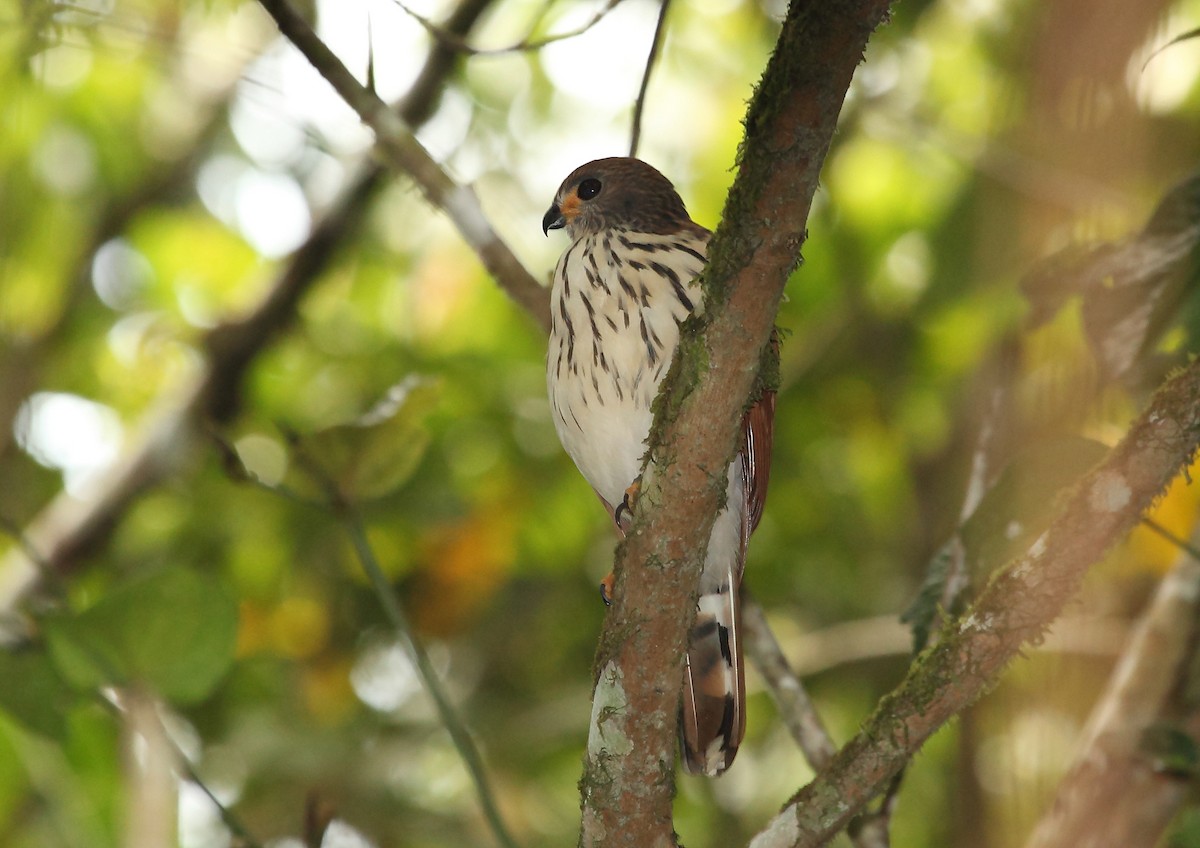 Spot-tailed Goshawk - Nigel Voaden