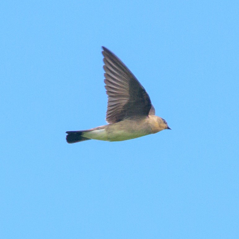 Southern Rough-winged Swallow - ML465728011