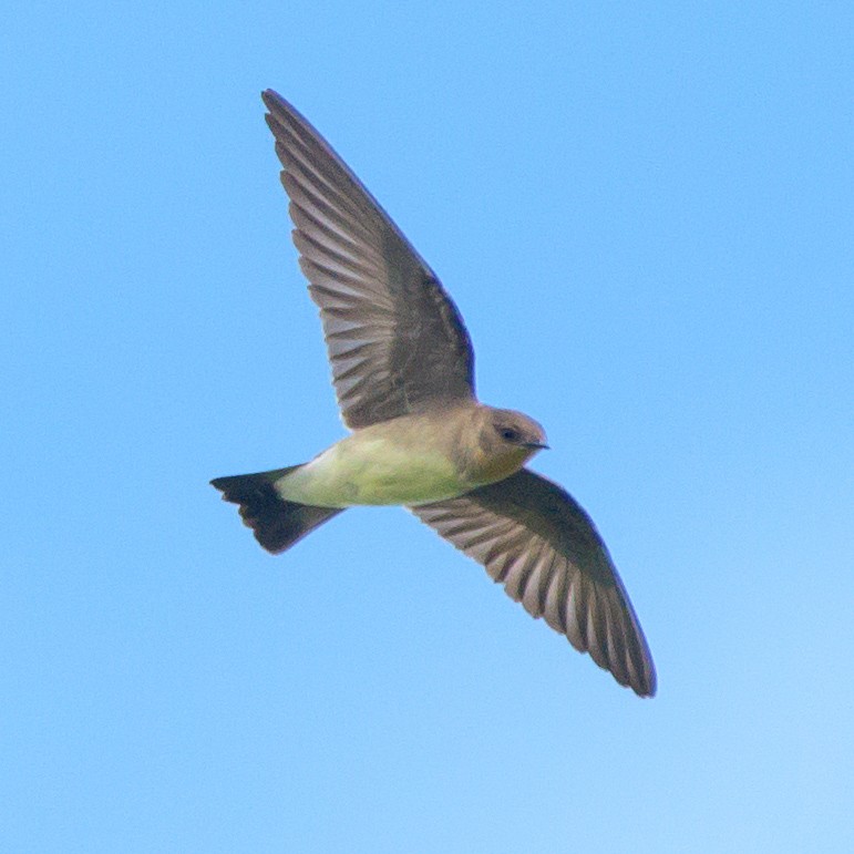 Southern Rough-winged Swallow - ML465728031