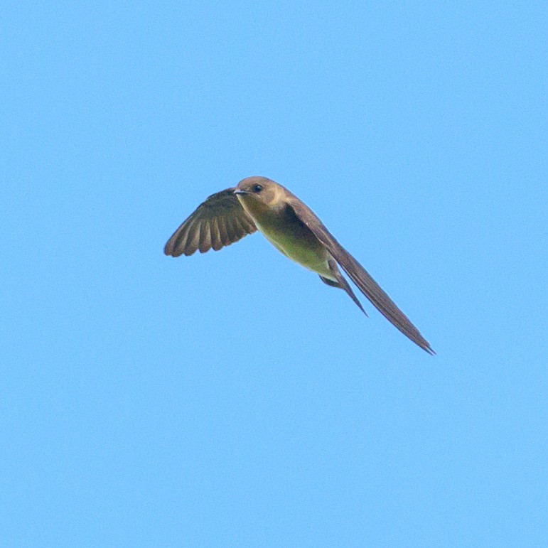 Southern Rough-winged Swallow - ML465728071