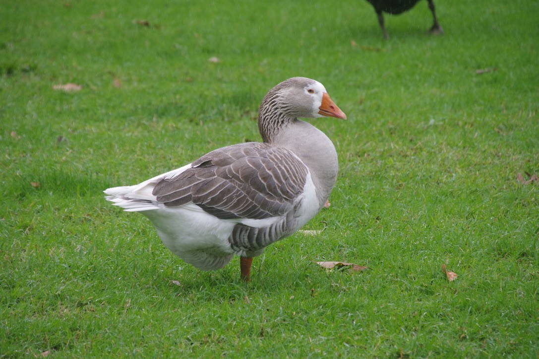Graylag Goose (Domestic type) - Max Weatherall