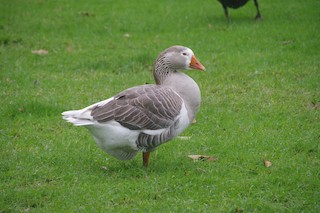 Graylag Goose (Domestic type), ML465728701
