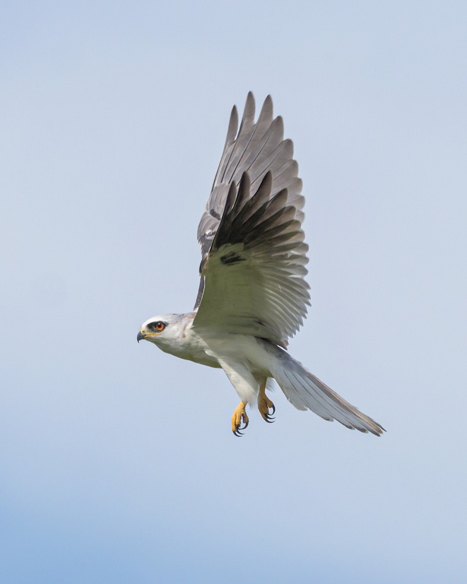 White-tailed Kite - ML465729421