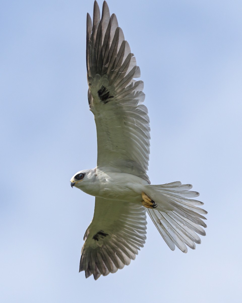 White-tailed Kite - ML465729441