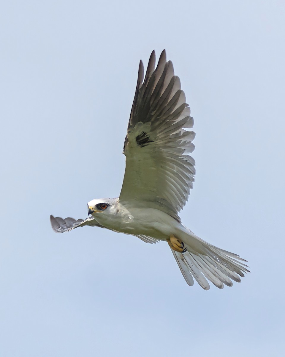White-tailed Kite - ML465729481