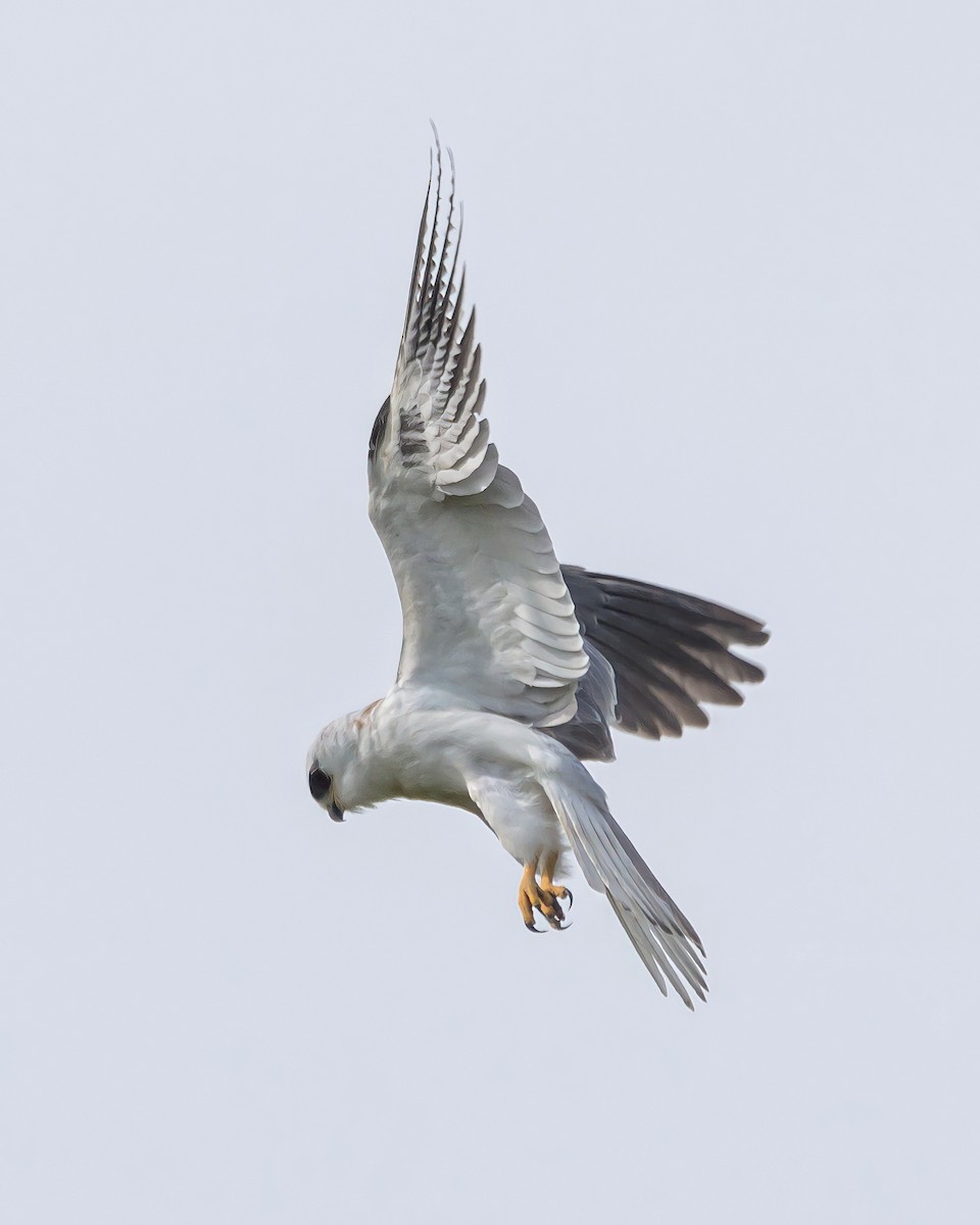 White-tailed Kite - ML465729491