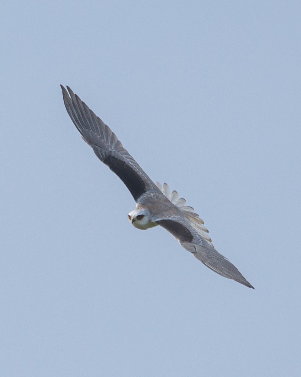 White-tailed Kite - ML465729501