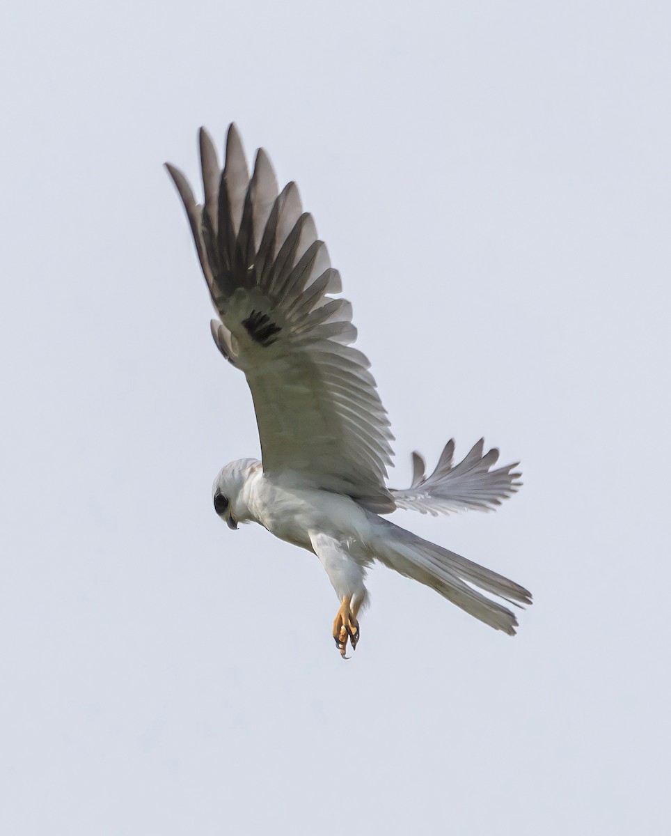 White-tailed Kite - Carlos Rossello