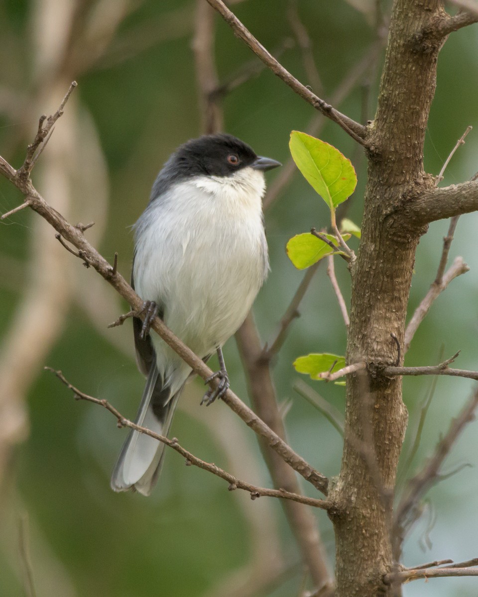 Black-capped Warbling Finch - ML465729901