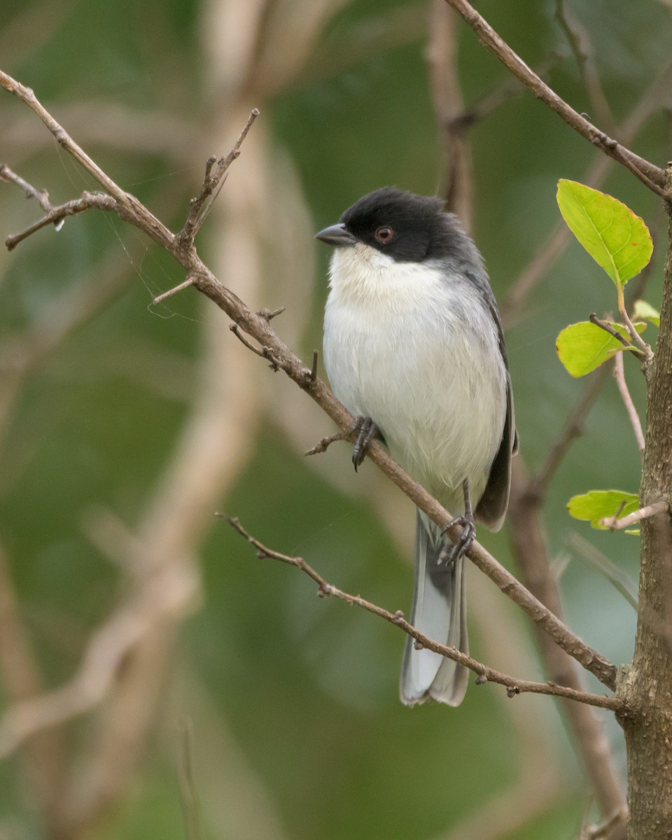 Black-capped Warbling Finch - ML465729911