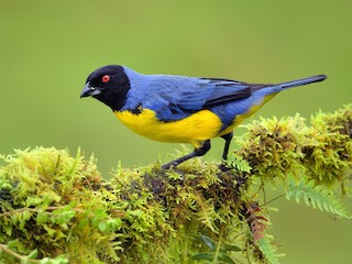  - Hooded Mountain Tanager