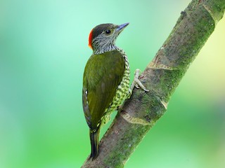  - Buff-spotted Woodpecker