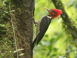  - Helmeted Woodpecker