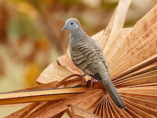  - Zebra Dove