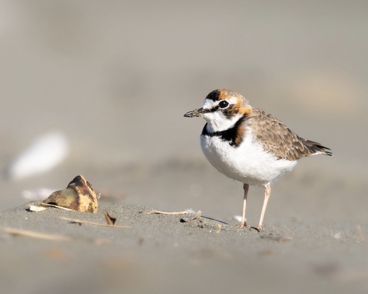 Collared Plover - ML465732391