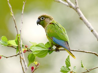  - Blaze-winged Parakeet