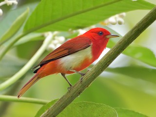  - Scarlet-and-white Tanager