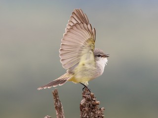  - Chapada Flycatcher