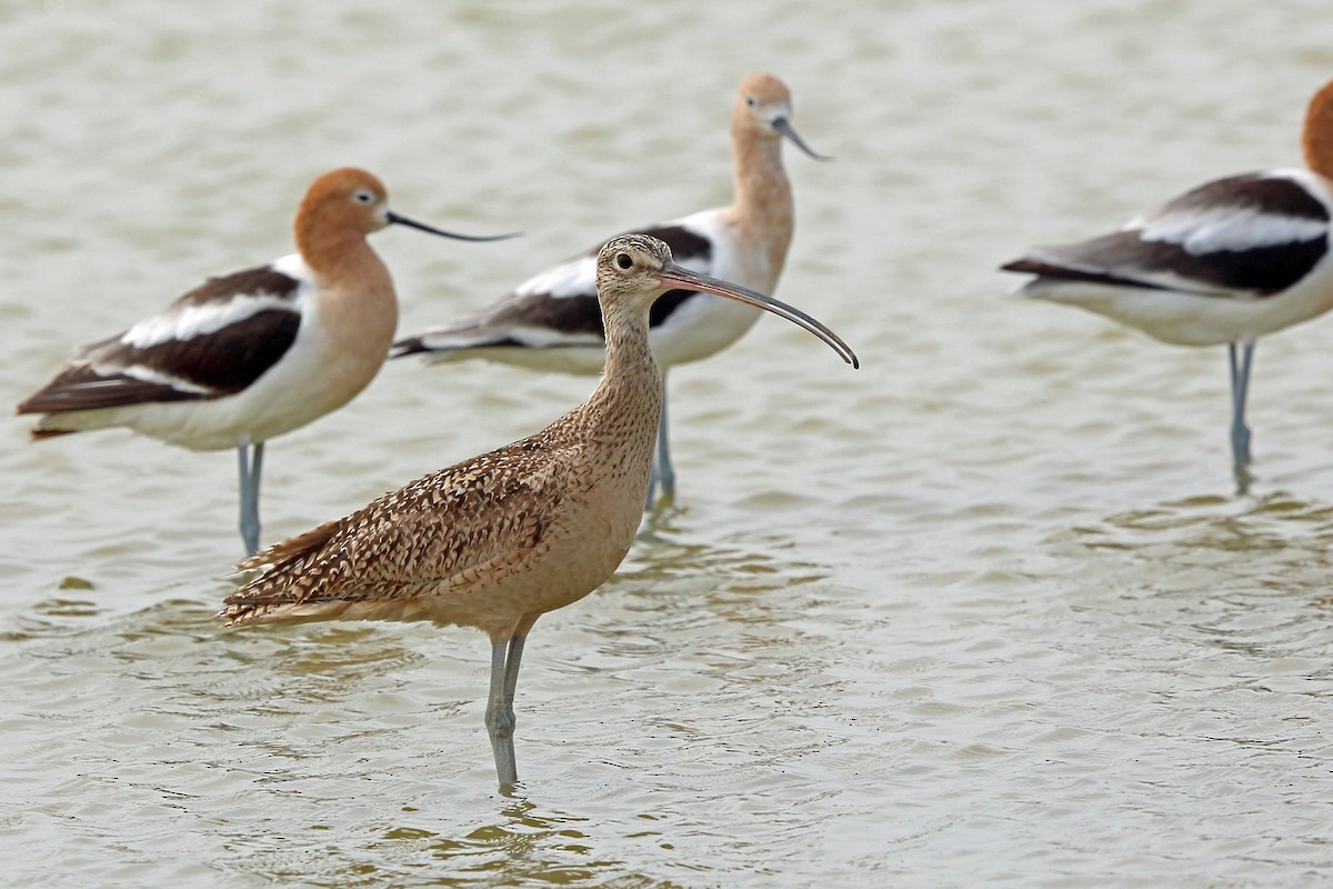Long-billed Curlew - ML46573371