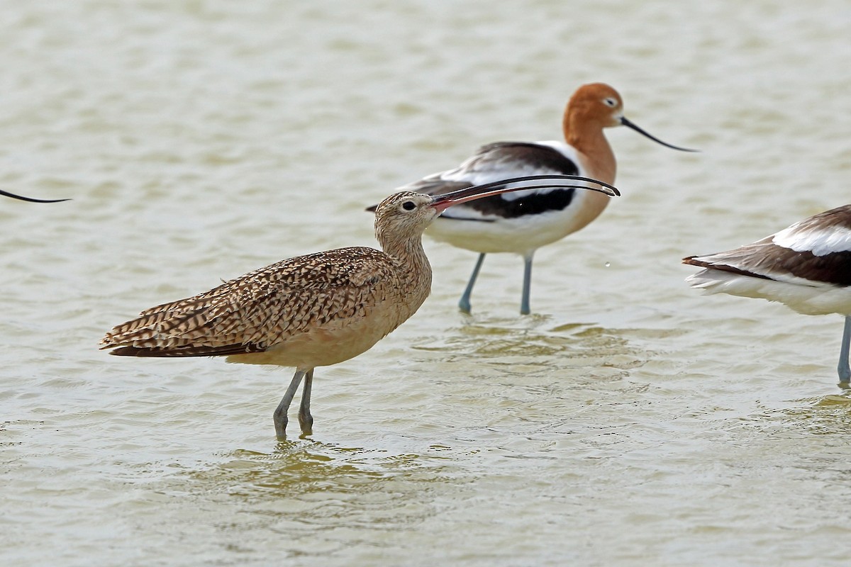 Long-billed Curlew - ML46573381