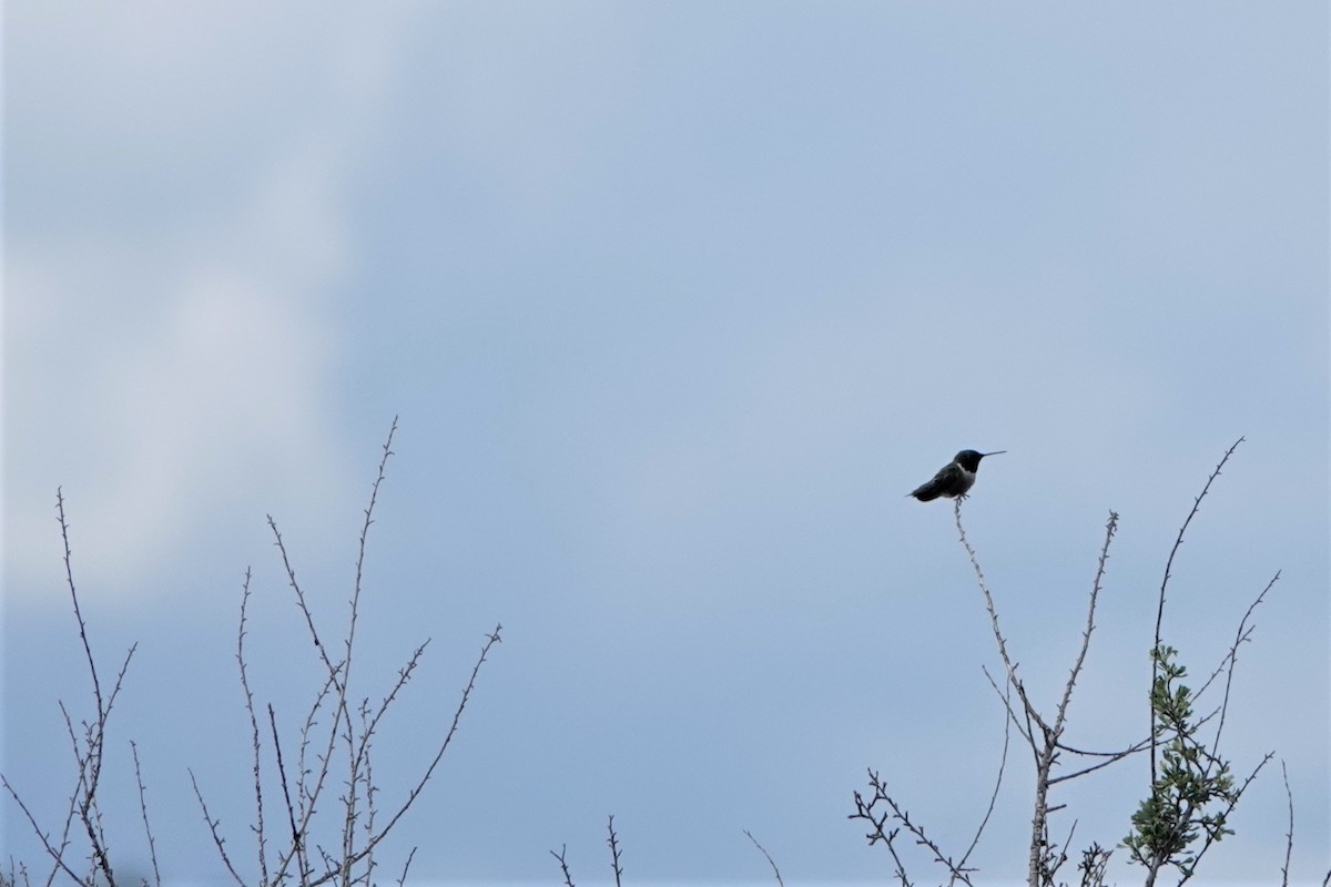 Black-chinned Hummingbird - ML465734731