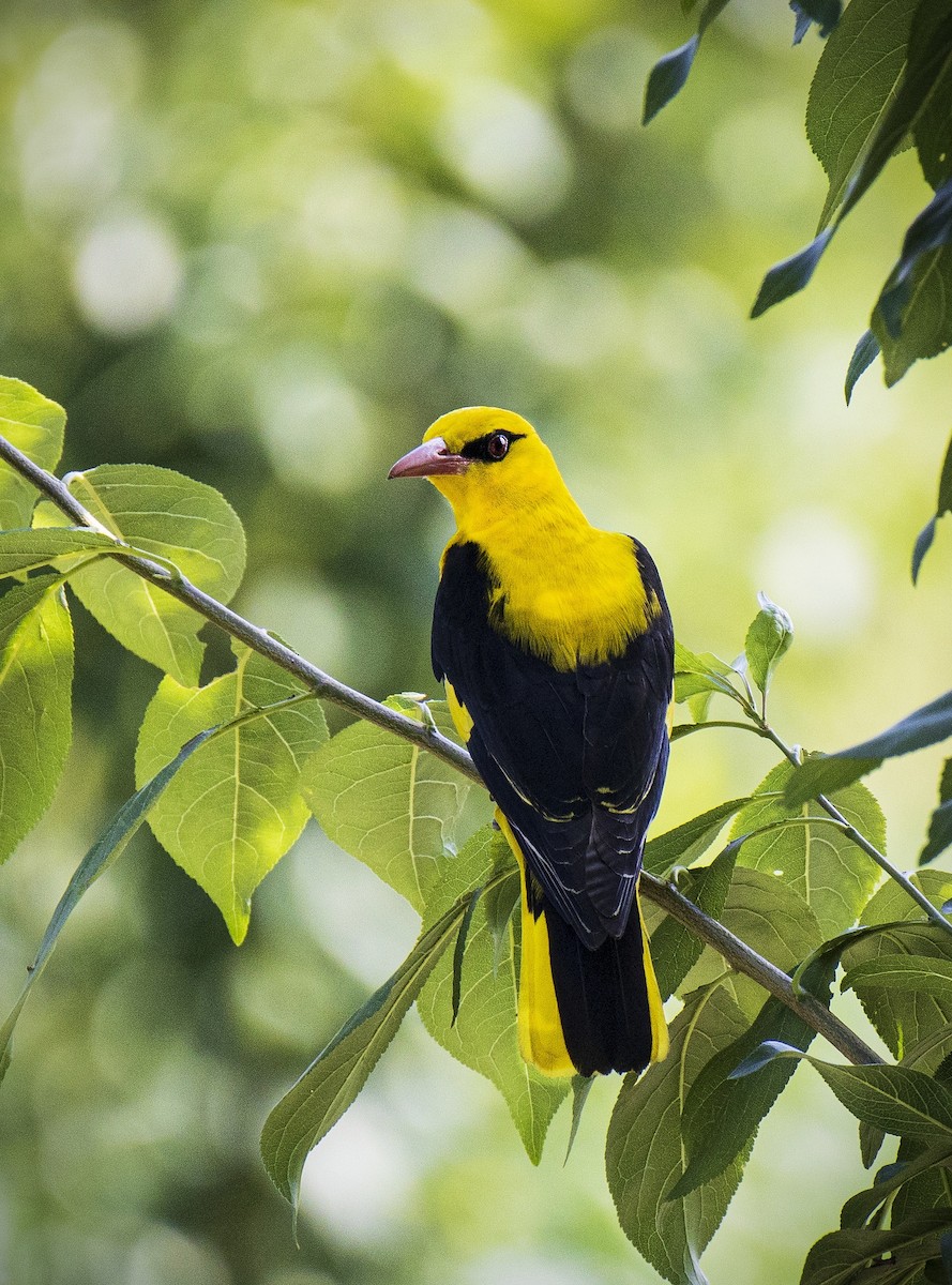 Indian Golden Oriole - ML465735511