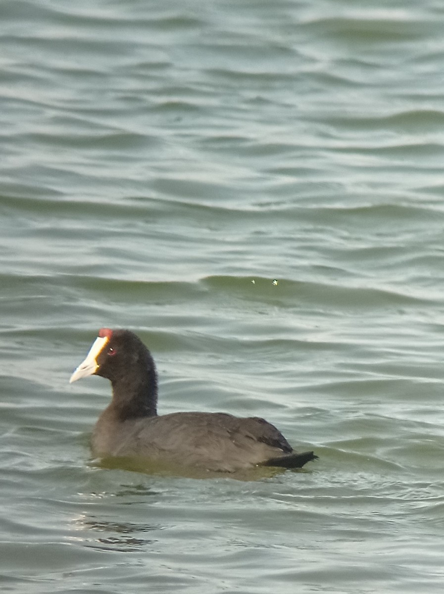 Red-knobbed Coot - Christophe Pontegnie