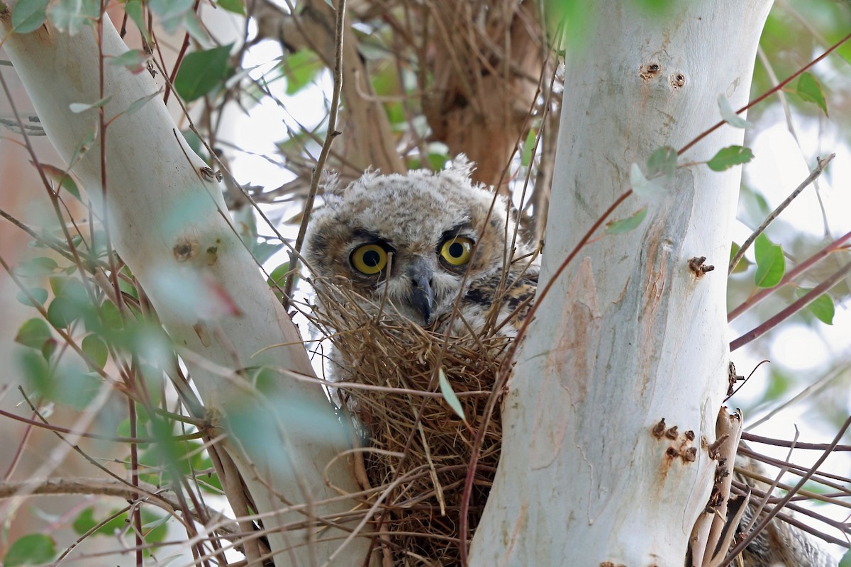 Great Horned Owl - ML46573641