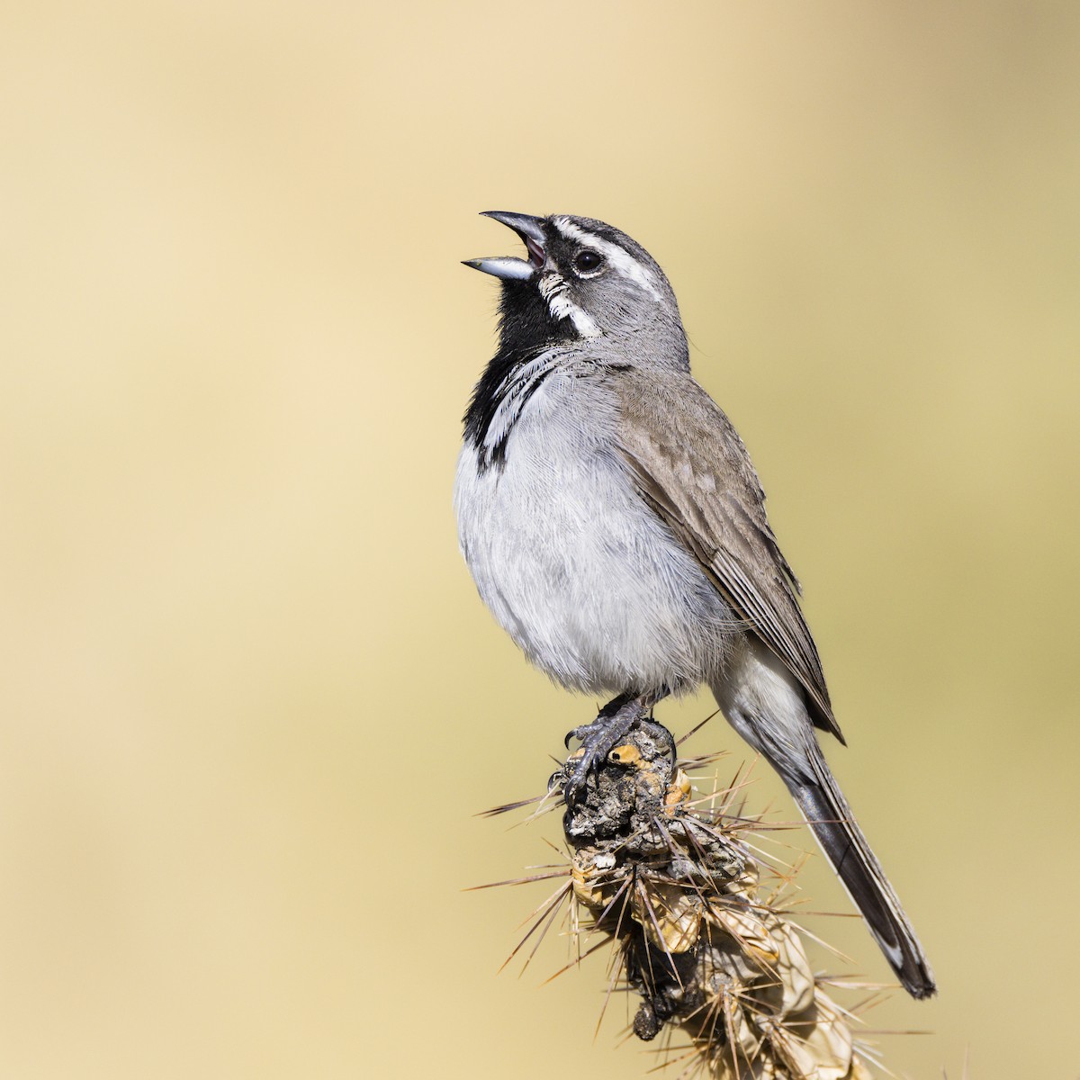 Black-throated Sparrow - Fernando Ortega